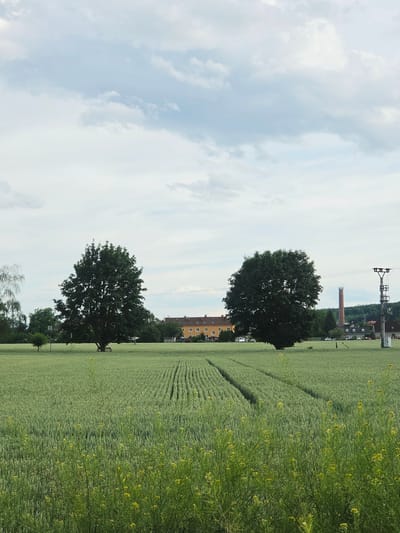 The image presents an overcast landscape view of an agricultural field and distant structures in Podhořany, Czechia. The upper half of the frame is filled with a uniform light grey and white cloudy sky. The lower half is dominated by a field of light green crops, displaying two distinct parallel tracks of flattened vegetation extending from the foreground towards the midground. The extreme foreground contains a dense cluster of taller, wilder green plants adorned with small yellow flowers. In the midground, two large, mature deciduous trees with dense dark green canopies are centrally positioned within the crop field. A small wooden bench is visible beneath the left-most large tree. In the background, a multi-story building with a yellow facade and dark roof is partially visible behind the left tree. To the right, a tall, slender brick chimney with a light-colored top section stands prominently, alongside a large metal utility pylon featuring multiple cross-arms and insulators. Scattered residential buildings with white facades and red roofs, interspersed with trees, are discernible in the distant background. A verdant, tree-covered hill forms the horizon on the right. Several vehicles are faintly visible on a roadway or parking area within the background buildings. No human subjects or active events are depicted.