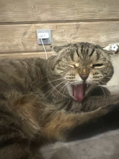The image shows a tabby cat yawning while lying down. The cat's mouth is wide open, revealing its tongue and teeth. The cat is lying on a soft surface, possibly a bed or couch. In the background, there is a wooden wall with a power outlet. The scene appears to be indoors. The location in Ozerki, Russia, is not discernible from the image.