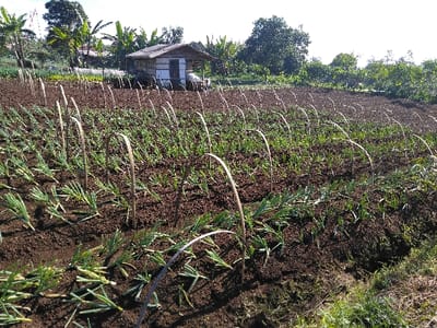 The image depicts an agricultural field located in Ban Lao Ta, Laos, under clear daylight conditions. The foreground and midground feature cultivated dark brown soil arranged in rows. Numerous small green plants, consistent with young scallions or similar allium crops, are planted in these rows. Many thin, light-colored stakes, bent into arches or hoops, are systematically positioned throughout the cultivated area, appearing to support or protect the plants. In the background, a small, single-story structure with light-colored walls and a dark, sloped roof is visible. Surrounding the structure and extending to the left and right are dense green trees and foliage, including several banana trees with broad leaves. The sky above is bright and clear, and shadows indicate strong sunlight. No individuals or animals are present.