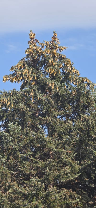 This media file is a vertical, outdoor shot of a dense evergreen tree laden with numerous small, yellowish pinecones. The tree's dark green foliage fills most of the frame, with some lighter green new growth visible. The pinecones are clustered along branches, particularly on the left side of the image, creating a striking visual contrast against the deep green needles. The sky is a clear, bright blue with a few wispy clouds, indicating fair weather. The lighting suggests it is daytime, likely late morning or early afternoon due to the bright sky and strong illumination on the tree. The setting appears to be a natural environment, possibly a park or a forested area, given the abundance of the conifer. There are no people or specific objects other than the tree and its cones. The image conveys a sense of natural abundance and the changing seasons, as the presence of numerous cones often signifies. There is no visible text in the media file.
