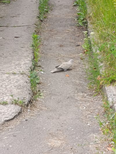 The image depicts a paved pathway in what appears to be an outdoor urban or suburban setting. The pathway is divided into two distinct sides by a central strip of grass and weeds. On the left, a wider, rougher concrete section of the path is visible, bordering a patch of sparse green growth and some larger grey stones. The right side of the pathway is narrower and made of asphalt, with a distinct concrete curb separating it from a dense area of tall green grass and wildflowers. A light brown pigeon is perched on the asphalt path, facing left, with its beak slightly open. A small, dried brown leaf lies on the ground near the pigeon. The overall scene suggests a natural setting encroached upon by man-made structures, likely a park, side street, or embankment. The lighting is neutral, indicating daytime, with no strong shadows to suggest a specific time. The weather appears to be fair and possibly warm, given the lush green vegetation. No people or text are visible in the image. The pigeon is the sole subject of activity within the frame.