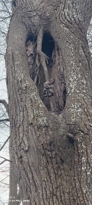 The image displays a large, vertical section of a mature tree trunk, located in the city of Constance, Germany. The tree bark is deeply furrowed, textured, and primarily grayish-brown, with scattered patches of lighter-colored lichen or moss on its surface. A prominent, elongated, irregular cavity is present in the center of the trunk, extending vertically. Inside this dark cavity, multiple adventitious roots or internal structural growths are visible, descending from the upper interior. Attached to one of these internal structures, approximately at the midpoint of the cavity, are several clusters of what appear to be dried, layered fungal fruiting bodies, exhibiting a grayish-brown coloration. The background reveals an overcast sky and the bare, silhouetted branches of other deciduous trees, suggesting a season without foliage. No people are present.