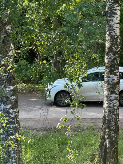 The image depicts a roadside scene with lush greenery and a white car. Two birch trees with distinct white and black bark flank the foreground, their branches laden with green leaves. The leaves on the left tree are illuminated by sunlight, creating a dappled effect. Through the foliage of these trees, a paved road is visible, with a white car driving on it from left to right. The car appears to be a modern SUV. The area beyond the road is covered in dense vegetation, including grass and smaller plants. The overall impression is a natural setting juxtaposed with a man-made element, the car. The image was taken in the city of Shikhovo, Russia, as indicated by the context provided.