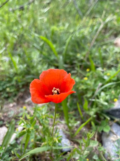 This is a close-up, top-down shot of a single, vibrant red poppy flower blooming in a natural setting. The flower is in focus, with its delicate, crinkled petals unfurled and a dark center surrounded by bright yellow stamens. The background is a blur of green foliage, with hints of smaller yellow wildflowers and grey stones. The lighting suggests it is daytime, possibly in the morning or afternoon, with soft, natural light illuminating the scene. The overall impression is one of natural beauty and tranquility, possibly capturing a moment in a meadow or on a mountainside in a rural location. The hints suggest the location could be Жаңы-Коргон, Kyrgyzstan. There is no visible text in the image.