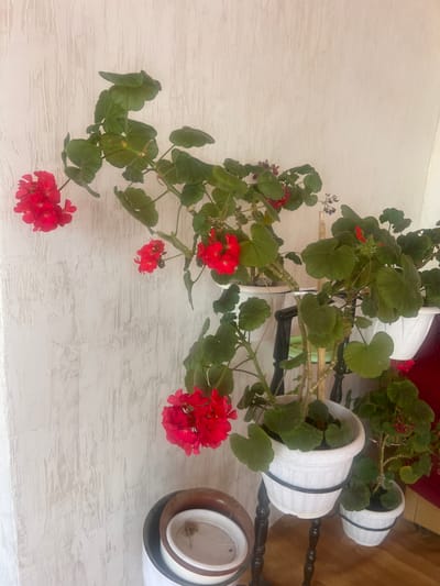 A medium shot captures a cluster of potted red geraniums with green leaves against a textured off-white wall. The flowers are a vibrant red and arranged in spherical clusters. They are displayed in white pots, some of which are elevated on a dark, ornate stand with turned legs. Another smaller pot is visible on the floor to the right. The lighting is soft, creating subtle shadows. The scene appears to be indoors, possibly a home or a flower shop, given the presence of indoor plants and decorative elements. There are no people present in the image. The overall impression is one of domestic tranquility. The location is identified as a room in Üsharal, Kazakhstan.