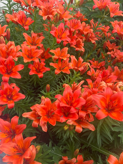 The image displays a close-up, high-angle view of a dense cluster of vibrant orange lilies. The flowers are in various stages of bloom, with some fully open and others as buds. The petals are characterized by their rich orange hue, transitioning to a darker, reddish-orange or maroon at the center, where the stamens are prominent. The green foliage of the lily plants forms a lush backdrop, with narrow, pointed leaves. The lighting suggests it is daytime, possibly with soft sunlight illuminating the scene. The image is a photograph taken in the city of Novokatayevo, Russia.