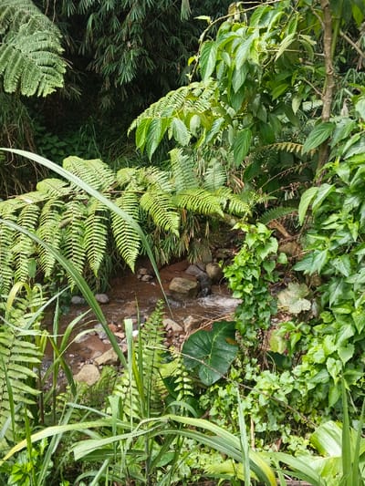 A small stream trickles through a lush green landscape. Ferns cascade over the banks, mingling with vibrant leafy plants and tall blades of grass. Rocks peek through the shallow water, adding texture to the scene. Dense bamboo thrives in the background. Sunlight filters through the canopy, illuminating the verdant growth.