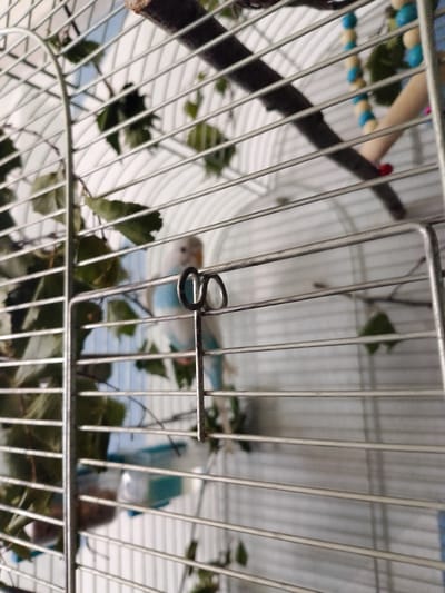 The image shows a budgie inside a cage in Novomoskovsk, Russia. The budgie is light blue and white, with a light gray head. It is perched on a branch, surrounded by green leaves. The cage is made of silver metal bars, and there is a chain with blue and beige beads hanging in the background. The lighting suggests it is daytime, with natural light filtering into the cage. The budgie appears calm and is looking towards the right of the frame. There is a food dispenser visible in the background, partially obscured by bars and leaves. The scene is domestic, suggesting the budgie is a pet.