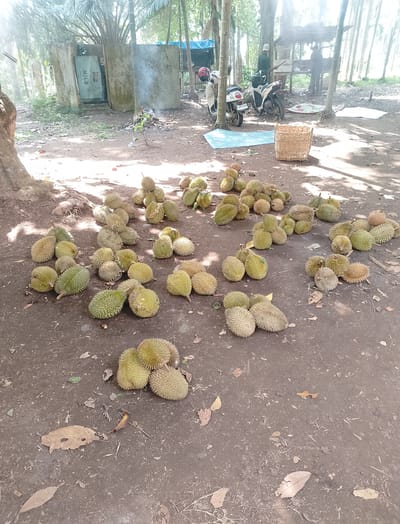 The image depicts an outdoor scene with numerous durian fruits scattered on the ground, suggesting a marketplace or harvest area. The environment is rural, characterized by dirt ground, scattered leaves, and lush vegetation including palm trees, indicating a tropical climate. In the background, there is a small, weathered concrete structure with an opening and a sign with the word "MILD." Nearby, two motorcycles are parked. Further back, a simple open-air shelter with a thatched roof is visible, where two individuals are standing, one appearing to be holding a tool or stick. The lighting suggests it is daytime, with sunlight filtering through the trees, creating dappled shadows on the ground. The presence of the durian fruits, the rural setting, and the motorcycles suggest this location could be Meunasahuket, Indonesia, known for its agricultural produce.
