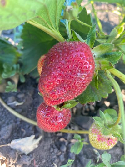 A close-up shot focuses on several ripe and unripe strawberries on a plant in Vasylky, Ukraine. The foreground is dominated by a large, ripe strawberry with a deep red hue and visible seeds. Below it, another slightly smaller ripe strawberry is partially visible. To the right and lower, an unripe strawberry exhibits a pale green color with pink blush marks. The strawberries are surrounded by green leaves and stems, with the dark soil of a garden bed forming the background. The lighting suggests it is daytime, with sunlight filtering through the leaves, creating highlights on the fruit.