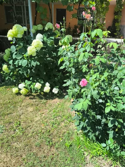 The image depicts a sunlit garden scene in Malko Chochoveni, Bulgaria. In the foreground, a lush green rose bush displays a single, vibrant pink rose in bloom. Behind it, a cluster of hydrangeas showcases large, rounded flower heads, varying in color from creamy white to pale green. The hydrangeas are densely leafed with dark green foliage. The garden ground consists of a patch of dry, yellow-brown grass interspersed with patches of greener, more vibrant grass and some small weeds. In the background, a building with yellow walls and a covered porch area is visible, with green vines climbing up the structure. A gray stone wall runs along the base of the building. The overall impression is one of a well-maintained private garden on a bright, clear day. No people are present in the image.