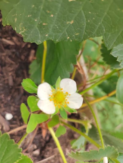 A close-up shot focuses on a single white strawberry flower with delicate petals and a yellow center dotted with orange anthers. The flower is nestled amongst lush green foliage and a backdrop of dark soil, likely mulch. Several small, three-lobed green leaves are visible near the flower, some appearing slightly heart-shaped. A thick, fuzzy stem, also green and tinged with yellow, supports the bloom. In the upper portion of the image, a large, textured green leaf with serrated edges overhangs the flower, casting a slight shadow. The soil below appears to be a mix of dark earth and wood chips. The lighting suggests it is daytime, possibly outdoors in a garden setting. The overall mood is one of natural beauty and growth. There is no visible text in the image.