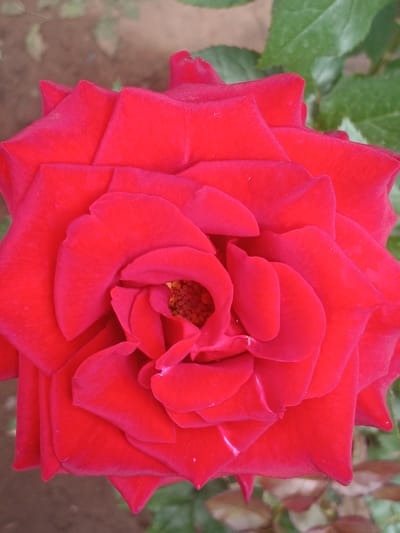 A close-up, vertical shot showcases the intricate layers of a vibrant red rose. The petals are densely packed, with some appearing slightly unfurled, revealing the stamen at the center, which is a collection of yellow-orange anthers. The rose is the sole subject, positioned centrally within the frame. The background is softly blurred, suggesting an outdoor setting. It includes hints of green foliage and a muted brown, earthy surface, possibly soil or ground cover. The lighting appears natural, highlighting the velvety texture of the petals. The image was captured in Karasu, Kyrgyzstan.
