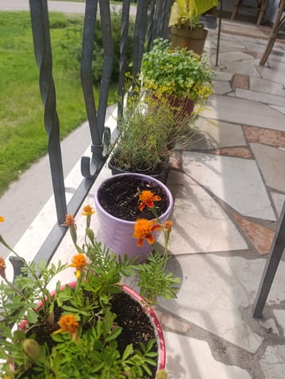 This image depicts a collection of potted plants on a tiled balcony or patio. In the foreground, a pink pot contains marigolds, with several small orange flowers and green foliage visible. To the left and slightly behind this pot, another pot, possibly red, also holds marigolds, with a partially visible bud. Further back, a black pot contains a plant with delicate green stems and small yellow flowers. Behind that, a larger brown pot holds a plant with broader, yellowish-green leaves.

The balcony floor is paved with irregularly shaped tiles in shades of beige, white, and terracotta. A dark metal railing with a twisted design runs along the left side of the image, separating the balcony from a grassy area with a paved path visible in the background. Sunlight casts shadows across the tiled surface, indicating it is daytime. The scene appears to be outdoors, possibly a residential balcony in the city of Berching, Germany, given the presence of typical balcony plants and railing styles. No people are visible in the image.