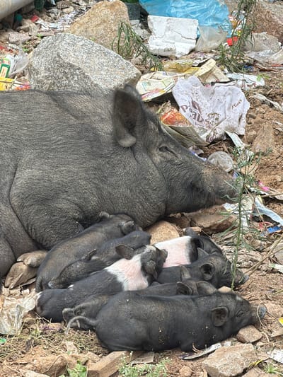 A litter of piglets are nestled around their mother, who is lying down on the ground. The pigs are in an outdoor environment, surrounded by debris, including rocks, dirt, and various forms of trash such as plastic bags, paper wrappers, and torn fabric. Some of the piglets are entirely black, while others have patches of pink or white. The mother pig is large and dark gray, with its eyes closed. The scene appears to be in a less maintained area, possibly a roadside or a dumping ground. The location is identified as Shamshabad, India.