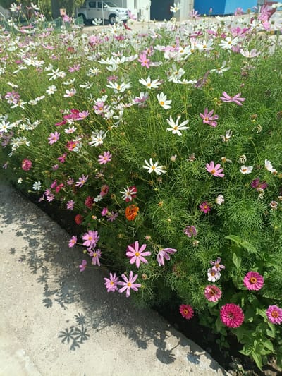 A low-angle, close-up shot focuses on a vibrant bed of cosmos flowers in bloom, predominantly in shades of pink and white, with some deeper magenta and a single orange flower. The flowers are densely packed and stretch across the frame, interspersed with feathery green foliage. Some flowers are in full bloom, while others are buds or have withered petals, indicating a continuous flowering period. In the upper background, a white pickup truck is partially visible, along with a green fence and building structures, suggesting an urban or semi-urban setting. The foreground features a concrete path or sidewalk with distinct shadows cast by the flowers and foliage, creating an artistic pattern of light and shade. The sunlight appears bright, indicating a clear day, likely in the morning or afternoon. The overall scene evokes a feeling of natural beauty and tranquility amidst a developed environment. The specific location is Balkanabat City, Turkmenistan. There is no visible text in the image.