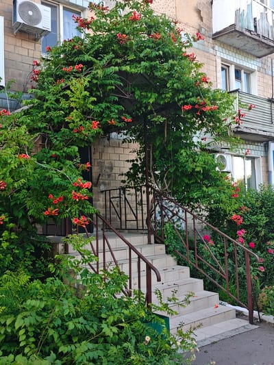 A dense vine of trumpet-shaped orange flowers and green leaves covers a porch archway and cascades down a brick building. Steps with a brown metal handrail lead up to a dark doorway. An air conditioning unit is mounted on the brick wall above a window. Pink roses bloom near the base of the stairs. The scene appears to be an entrance to a residential building in Chystiakove, Ukraine, possibly during the summer months given the lush foliage and flowers.