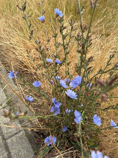 A close-up, eye-level shot captures a patch of blue chicory flowers amidst dry, golden grass and a paved sidewalk in Melick, Netherlands. The flowers, with their delicate, serrated petals, are predominantly clustered on thin green stems. Several buds, some tinged with purple, are also visible along the stems, suggesting ongoing blooming. The background is dominated by the textured appearance of dry grass, creating a soft, blurred effect. The foreground shows a section of a gray, concrete sidewalk with visible seams, indicating an urban or semi-urban setting. The lighting suggests it is daytime, likely with overcast conditions given the diffused light and lack of harsh shadows. No people or animals are present in the frame.
