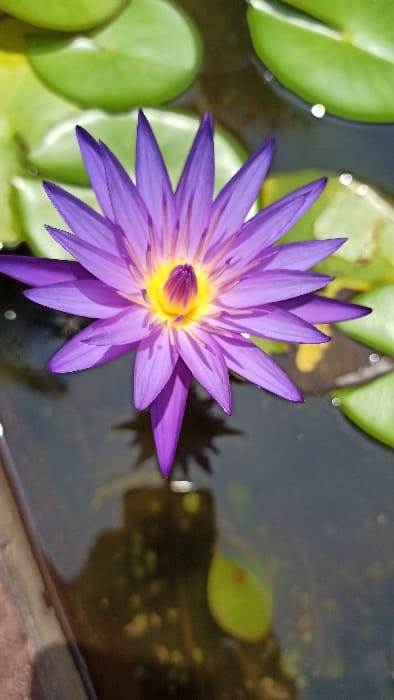 The image presents a close-up, high-angle view of a single, fully open purple water lily (Nymphaea) floating on a dark body of water, located in Kigali City, Rwanda. The water lily features numerous vibrant purple petals arranged radially around a bright yellow central stamen cluster, which is darker purple at its core. Several round, green lily pads are visible on the water's surface surrounding the flower, primarily in the upper and right areas of the frame. The water below the flower is dark and reflective, displaying a blurred, distorted shadow or reflection of the lily and scattered small particles. A dark, non-identifiable structural edge, possibly from a pond or container, is partially visible along the lower left side of the frame. No individuals, specific actions, or interactions are present in the scene.