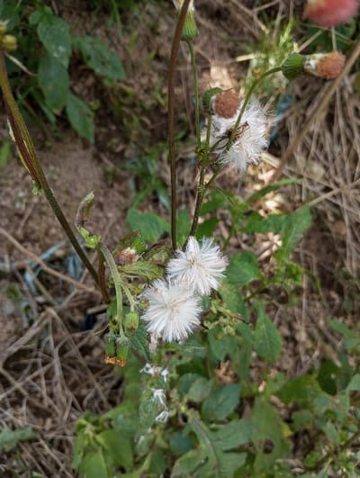 This image depicts a close-up view of wild vegetation in an uncultivated area within Cibeureum, Indonesia. The central focus is on a plant displaying multiple white, spherical, fluffy seed heads, characteristic of certain composite flowers such as dandelions or thistles, with at least three prominent examples visible. These seed heads are attached to slender, green-brown stalks. Further down the stalks, several closed green buds and some partially dried or spent flowers with brownish tips are present. Green leaves, some exhibiting minor damage or holes, are visible around the plant's base and integrated into the stem structure. The background consists of loose brown soil mixed with dried, straw-like vegetation and other organic debris, suggesting an outdoor, natural environment. No people, animals, or significant man-made objects are visible within the frame, and no actions or interactions are occurring. The scene is illuminated by natural light, casting subtle shadows and highlighting the texture of the plant matter.