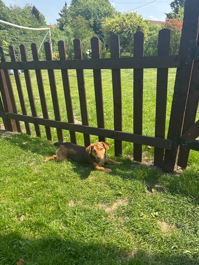 A small, brown and black dog is lying on the grass, looking at the camera. The dog is positioned in front of a dark brown wooden fence. The fence has vertical slats, and there is a gate in the top right corner of the image. The grass is green and lush. The location is Newton Upon Derwent, United Kingdom, at the coordinates 53.939 latitude and -0.906 longitude.  The sun is shining brightly, casting shadows on the grass. The dog is lying on its belly, with its front paws extended out in front of it. Its tail is curled up behind it. It appears to be relaxed and enjoying the sunshine.  The surrounding area is a residential area with a lush lawn and a wooden fence.