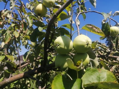 This is a close-up, low-angle, outdoor photograph of unripe green apples hanging from the branches of an apple tree. The apples are a pale green color and are clustered in groups. Some leaves on the tree are green, while others are dried and brown, showing signs of decay. The background is a clear, bright blue sky. The image appears to have been taken in a residential area, as suggested by the presence of a building in the blurred background, which could be a house. The location is identified as Novoteretsky, Russia, implying a rural or suburban setting with orchards or fruit trees. The lighting indicates it is daytime, likely sunny, with sunlight filtering through the leaves and highlighting the apples. There are no people or animals visible in the frame. The overall impression is of a natural scene during the fruit-growing season, with potential signs of the changing seasons due to the browning leaves.