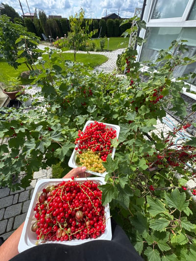 A first-person perspective shot shows a person holding two white plastic containers filled with freshly picked red and white currants. The currants are ripe and clustered on their stems. The containers are placed in front of a bush with ripe red currants growing on it. In the background, a manicured garden with green grass, winding pathways, and trees is visible. A modern house with large windows and a white trellis can be seen on the right side of the image. The sky is cloudy. The location is Oliki, Russia.