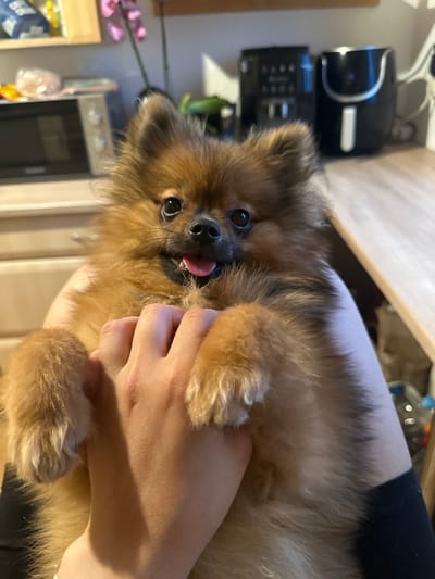 A small, fluffy brown and tan dog, likely a Pomeranian, is being gently held by a person's hand in an indoor setting. The dog has dark, round eyes, a black nose, and its pink tongue is slightly extended, giving it a playful or curious expression as it looks directly towards the viewer. Its fur is dense and appears soft.
The person's hand, with light skin, is cradling the dog's chest and belly area, providing support. The background reveals what appears to be a domestic kitchen or utility room. Visible appliances include a black coffee maker or similar machine with a silver handle and a blue indicator light, another black appliance with a control panel and buttons, and a stainless steel oven or dishwasher partially visible below a wooden countertop. There are also hints of pink artificial flowers and a blue and white box in the blurry background.
The scene captures a moment of affectionate interaction between the pet and its owner. The lighting suggests an indoor setting, possibly during the day or evening. No specific visible text is discernible in the image. While the location context is Arzberg, Germany, there are no specific visual cues within the image to indicate this. The overall impression is one of warmth and domesticity.