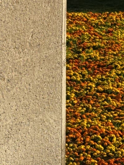 A close-up image depicts a concrete wall to the left and a dense field of yellow and orange flowers to the right. The concrete wall has a rough, textured surface. The flowers appear to be densely packed and possibly a type of chrysanthemum. The setting is likely a public space, possibly a park or garden. The location of the city of Tarragona, Spain, is based solely on the user request and is not discernible within the image.