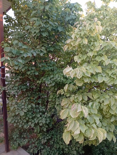 Two trees, one with dark green foliage on the left and another with lighter, yellowish-green leaves on the right, dominate the frame. The trees are dense with leaves, obscuring much of the background. The foliage on the right appears to be wilting or changing color. A portion of a brown metal support structure is visible on the left edge of the image, attached to what appears to be a porch or awning. The ground below is covered in dark soil and some low-lying vegetation. The scene is lit by natural light, suggesting it was taken outdoors during the day. The location is identified as Shofirkon, Uzbekistan.