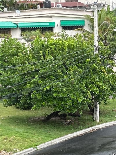 The image shows a large green tree with numerous branches in the foreground. The tree is located in front of a white building with a green awning. Several black power lines run across the image, stretching from the building to the tree. There is a white utility pole in the middle of the image. The ground is covered in green grass. The image is taken from a high angle. The location of the image, based on the given coordinates, is on Calle Segunda in the Naco neighborhood of Santo Domingo, Dominican Republic.