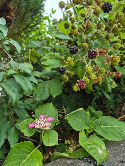 In Carrick-On-Shannon, Ireland, a close-up outdoor shot captures a vibrant scene of nature. The foreground is dominated by large, textured green leaves, with some showing signs of natural wear. To the lower left, a delicate cluster of small pink flowers, accented by tiny light brown buds, stands out against the foliage.
The midground and background reveal a blackberry bush laden with fruit in various stages of ripeness. Several dark, almost black, ripe blackberries are visible, interspersed with numerous green and reddish-brown immature berries. The thorny branches of the bush are clearly discernible, intertwined with abundant green leaves. The overall environment appears to be a garden or natural setting, with a soft, out-of-focus green background suggesting dense vegetation and possibly trees. The lighting indicates an overcast or shaded day.