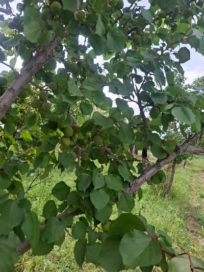 An outdoor medium shot shows an apricot tree with unripe fruit in Barskoon, Kyrgyzstan. The tree's bark is gray and rough, with branches extending throughout the frame, covered in lush green leaves. Small, round, green apricots are visible among the leaves. The background shows a path with green grass on the side, and more trees are visible in the distance under a cloudy sky.