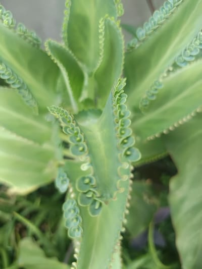 The image depicts a detailed, close-up, top-down view of a *Kalanchoe daigremontiana* plant, commonly known as Mother of Thousands, situated in Ouderkerk aan de Amstel, Netherlands. The plant features multiple prominent, light to medium green, thick, succulent leaves with distinctly scalloped margins. Along the edges of these leaves, numerous small, circular plantlets are visible, each exhibiting nascent root structures, characteristic of the plant's viviparous reproductive method. The central and upper portions of the plant, including several leaves and their plantlets, are sharply in focus. The background and lower periphery of the image are softly blurred, indicating a shallow depth of field. The lighting is diffuse, illuminating the plant evenly without harsh shadows, highlighting the texture and variations in green coloration across the foliage. No other subjects, human activity, or specific environmental structures are discernible within the frame beyond the plant itself.