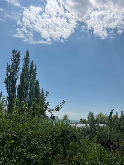 In Taldı-Suu, Kyrgyzstan, a bright, clear blue sky dominates the upper portion of the image, with scattered white cumulus clouds. Below the sky, a line of tall, slender trees stands vertically, their dark green foliage contrasting with the sky. The foreground is filled with lush, dense green vegetation, including leafy trees and bushes. Some of the trees in the foreground appear to be fruit-bearing, with small green fruits visible on the branches. In the middle ground, the roofs of several buildings are visible, appearing to be a light metallic color. The overall scene depicts a verdant, possibly rural or semi-rural environment under a sunny sky.