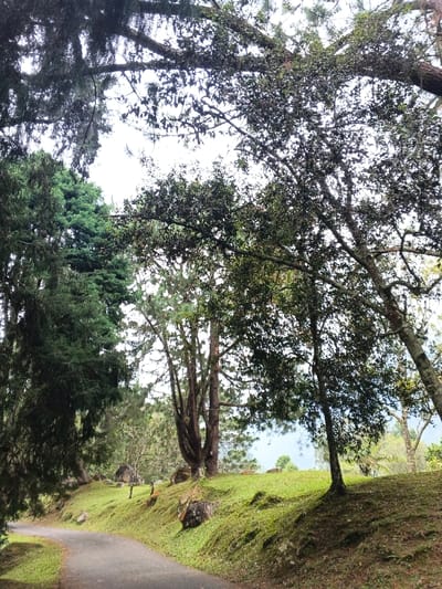 A winding asphalt road cuts through a lush, green landscape. Trees of varying heights and types line the road, some casting shadows on the grassy slopes. Moss-covered rocks dot the terrain. The sky is overcast, filtering light through the dense foliage. A small structure is visible in the distance amidst the greenery.