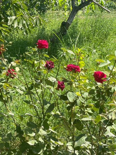 A medium shot captures a rose bush in full bloom, its deep red roses standing out against a backdrop of lush green foliage. The roses are scattered across the frame, with some fully opened and others still in bud. The leaves of the rose bush are a rich green, interspersed with thorny branches. Behind the rose bush, a field of tall green grass and some corn stalks are visible, suggesting an outdoor setting. A gnarled tree trunk with a branch extending diagonally across the frame is also present in the background, adding a rustic element to the scene. The lighting indicates it is daytime, with sunlight casting shadows on the leaves and flowers. This scene is located in the village of Жаңы-Абад, Kyrgyzstan.