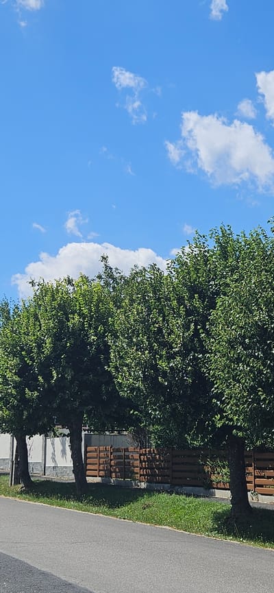 The image depicts a street scene in Cserszegtomaj, Hungary, under a bright blue sky with scattered white clouds. A paved road runs diagonally from the bottom left to the bottom right of the frame. Along the right side of the road, a strip of green grass borders a line of mature trees with dense green foliage. Behind the trees, a fence made of horizontal brown wooden slats is visible. Further back, a building with a white facade and grey stone accents can be seen. The overall impression is one of a well-maintained suburban or rural roadside environment.