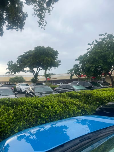 A medium shot captures a parking lot scene in Pembroke Pines, Florida, United States of America. The sky is overcast with a light gray hue, and the foreground is dominated by the hood of a bright blue car, wet with rain. Behind the blue car, a dense, well-maintained hedge runs horizontally across the frame, separating it from the rest of the parking lot. Several vehicles are parked in rows beyond the hedge, including a silver Jeep Grand Cherokee, a black sedan, and another black SUV. In the background, a beige building with a light yellow trim runs along the width of the image, suggesting it is a commercial establishment. Large trees with full green canopies are scattered throughout the scene, with one particularly large tree centrally positioned, its branches extending towards the sky. The overall impression is one of a typical suburban parking lot on a cloudy, possibly rainy, day.