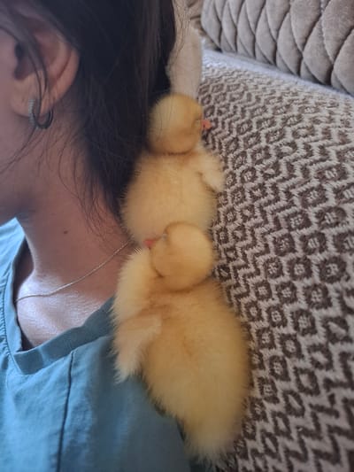 Three fluffy, yellow ducklings are nestled against the side of a person's neck and shoulder. The person is wearing a teal t-shirt and a delicate silver chain. The ducklings appear to be sleeping or resting, with their eyes closed. The scene is set on a textured, woven surface that appears to be part of a couch or cushion. The background is softly blurred, suggesting an indoor environment. The image was captured in Büyükçekmece, Turkey.