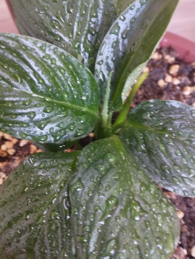 The image shows a close-up view of the leaves of a green plant, likely an indoor or potted plant, covered in water droplets. The leaves are dark green with prominent veins and a glossy surface. The water droplets are varied in size, some appearing as small beads while others are larger and elongated, reflecting the light. The plant is situated in a pot filled with dark soil and small pebbles or perlite. In the background, a portion of a reddish-brown pot is visible. The lighting suggests an indoor environment, possibly with artificial light or natural light filtering in. There are no people or animals in the image, and no visible text. The overall impression is one of a healthy plant that has recently been watered or misted. The setting is a domestic or horticultural environment. The time of day and weather are not discernible from the image. The location context of Zarafshan, Uzbekistan, does not provide any specific visual cues within the image itself.