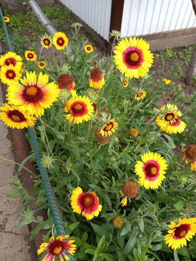 The image shows a close-up, top-down view of a garden bed filled with bright yellow and red blanket flowers, also known as Indian blankets. The flowers have fringed yellow petals with a deep red or maroon center, and some have a gradient of color on their petals, transitioning from yellow to pinkish-red. Several flowers are in full bloom, while others are in bud or have gone to seed, appearing as dried, brown seed heads. The surrounding foliage is a lush green, creating a vibrant contrast with the colorful blooms. A section of a weathered metal border, possibly a garden edge or retaining wall, is visible along the bottom left of the frame, partially covered by some of the green plants. A thick, green, coiled rope or wire also runs diagonally across the image, appearing to be part of a garden structure or support. In the background, a light-colored, corrugated metal fence is visible, along with some unidentifiable structures and greenery. The lighting suggests it is daytime, with soft shadows indicating it could be morning or late afternoon. The scene conveys a sense of natural beauty and growth in a garden setting. There is no visible text in the image. The location context of Älimbet, Kazakhstan, places this garden in a specific geographical region.