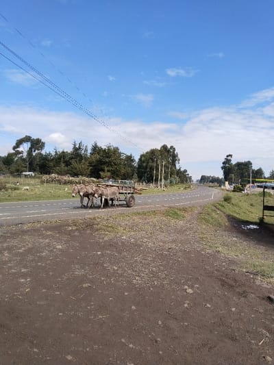 The image displays a daytime scene on a rural road in Ndiara, Kenya. Three light-grey donkeys are harnessed together, pulling a two-wheeled wooden cart loaded with light-brown wooden poles. The donkeys and cart are positioned on an asphalt road with a solid white edge line and dashed white lane markers, moving generally from left to right across the frame. The road curves gently to the right in the distance. The foreground consists of an unpaved, dark brown dirt and sparse grass shoulder. To the left of the road, a green grassy area includes scattered trees, a small light-colored building, and a few indistinct white objects in the background. To the right of the road, further down, trees, utility poles, and distant structures are visible. The sky overhead is clear blue with scattered white clouds, and multiple power lines cross the upper left quadrant of the frame. No human figures are present.