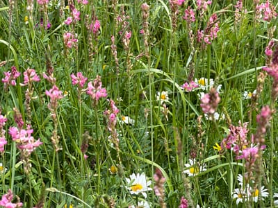 The image depicts a dense field of wildflowers, primarily featuring tall green stalks of grass interspersed with numerous pink-purple flowering spikes and occasional white daisies with yellow centers. Some small yellow flowers are also visible. The overall impression is of a natural, untamed meadow. The image does not provide any information about the city of Biisi, Georgia, or the presence of any people, actions, or interactions. It is purely a close-up, detailed view of a botanical scene.