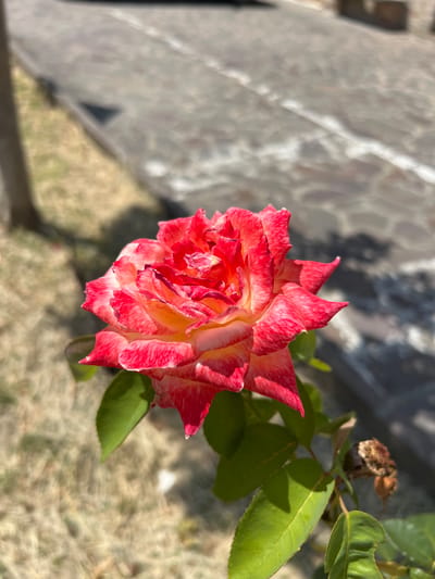 A single rose bloom, predominantly red with yellow and white highlights on its petals, is shown in sharp focus against a blurred background. The rose is positioned in the lower half of the frame, angled slightly to the left, with green leaves visible below it. The background consists of a paved surface that appears to be a walkway or road, with a strip of dry, yellowish grass or ground cover along its edge. The setting suggests an outdoor environment, potentially a park or garden area, with the characteristic stone paving visible on the right side of the image. The lighting indicates daylight, casting shadows and highlighting the textures of the rose petals and the paving. There is no indication of a specific location in Barbara, Italy.
