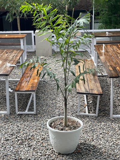 An outdoor cafe in Pulokiton, Indonesia, features wooden tables and benches set on a gravel ground. In the center foreground, a young palm tree in a white pot with embossed floral details stands tall. The tables and benches have white metal frames and distressed wooden surfaces, some with visible watermarks. In the background, a white metal fence separates the seating area from a dark corrugated metal structure and foliage. The lighting suggests a bright, possibly sunny day. There are no people visible in the image.
