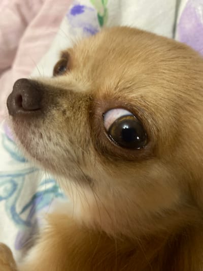 A close-up shot of a fawn-colored Chihuahua dog's face, showing its eye, nose, and a portion of its head. The dog's eye is large, dark brown, and appears to be looking upwards and to the left. The sclera of the eye is visible and slightly reddened. Its nose is dark brown and slightly damp. The dog's fur is short and light brown. The background is out of focus and appears to be a patterned fabric with light pink and purple hues. The image is taken indoors, likely in a domestic setting. There is no information provided that links this image to the city of Andzhiyevsky, Russia.