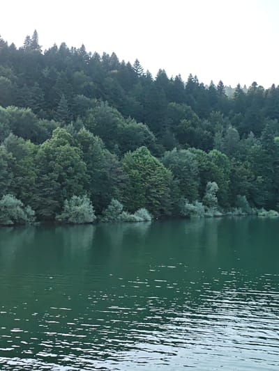 The image depicts a tranquil natural scene. In the foreground, a body of dark green water occupies the lower half of the frame, with subtle ripples and reflections of light scattering across its surface. The water is calm, suggesting a peaceful environment. Along the shoreline, a dense forest of lush green trees covers the midground and extends upwards into the background, creating a verdant hillside. The trees vary in size and species, with some appearing as tall conifers and others as broader deciduous trees. The forest canopy is thick and unbroken, with only hints of sky visible through the highest branches. The sky above is a pale, hazy white, indicating either an overcast day or the early or late stages of daylight. There are no people or man-made structures visible in the image. The scene is entirely natural, evoking a sense of wilderness and serenity. The image is located in the city of Kharistvala, Georgia.