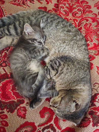 Two tabby cats, one adult and one kitten, are sleeping curled up together on a patterned fabric. The fabric is a warm beige color with a repeating floral pattern in shades of red and dark brown. The adult cat is larger and forms a cushion for the kitten, its body curving around the smaller cat. The kitten is nestled tightly against the adult, its eyes closed and its head resting on the adult's fur. Both cats appear to be deeply asleep, conveying a sense of peace and comfort. The lighting suggests it might be daytime, but the specific time of day or weather conditions are not discernible from the image. The scene is intimate and peaceful, highlighting the bond between the two felines. There is no visible text in the image.