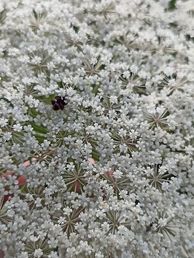 The image is a close-up, vertically oriented photograph of a Queen Anne's Lace flower in Velykyi Oleksyn, Ukraine. The flower head is a dense cluster of small, white, star-shaped florets, forming an intricate, lace-like pattern. In the center of the cluster, there is a single, small, dark purple to burgundy floret. Two small, dark insects are visible on the flower head; one is on the dark floret, and the other is near the bottom right of the image. The background is blurred, showing hints of green foliage. The lighting appears to be natural daylight, casting soft shadows and highlighting the delicate details of the flowers.